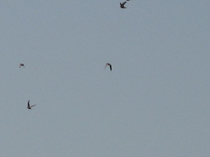 Passeriformi in volo